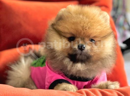 Safkan Pomeranian Boo Yavrularımız görsel