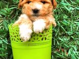 Party Colour Toy Poodle Erkek Safkan