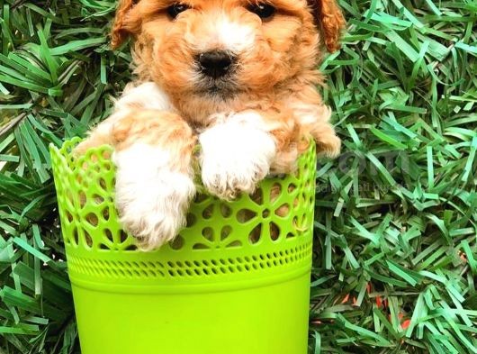 Party Colour Toy Poodle Erkek Safkan