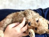 Anne Altından Çok Uygun Fiyata Safkan Red Dişi Toy Poodle
