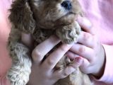 Anne Altından Çok Uygun Fiyata Safkan Red Dişi Toy Poodle