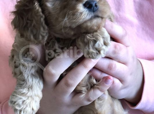 Anne Altından Çok Uygun Fiyata Safkan Red Dişi Toy Poodle görsel