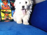 Küçük Maltipoo Bebeklerim