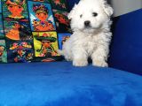 Küçük Maltipoo Bebeklerim