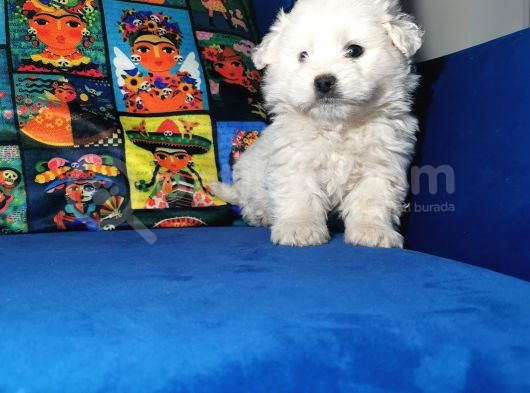 Küçük Maltipoo Bebeklerim görsel