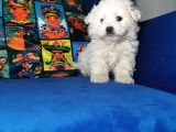 Küçük Maltipoo Bebeklerim