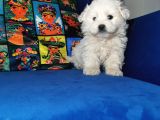 Küçük Maltipoo Bebeklerim