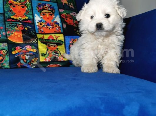 Küçük Maltipoo Bebeklerim görsel