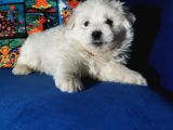 Küçük Maltipoo Bebeklerim