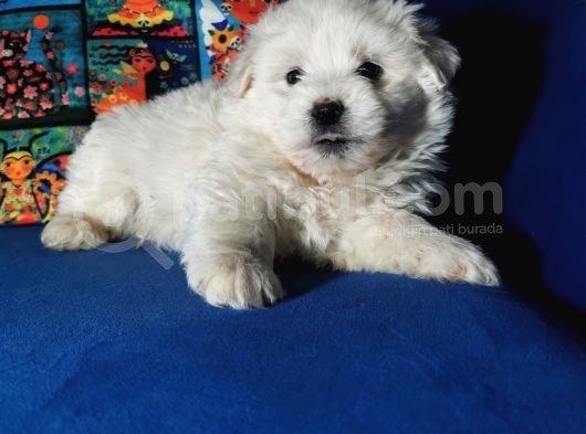 Küçük Maltipoo Bebeklerim