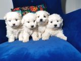 Küçük Maltipoo Bebeklerim