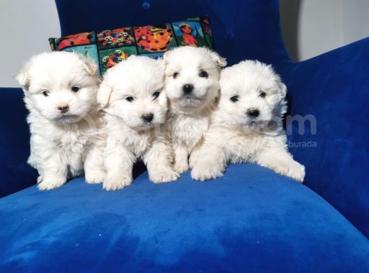 Küçük Maltipoo Bebeklerim görsel