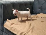 Teacup Chihuahua