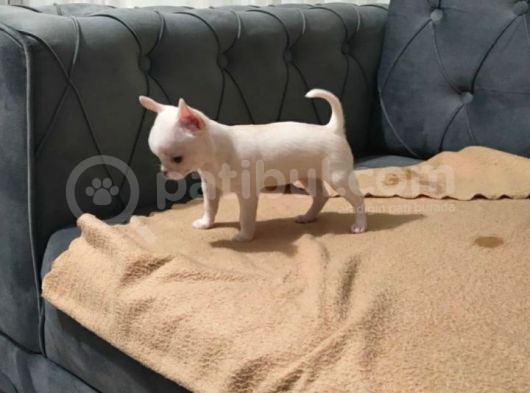 Teacup Chihuahua görsel