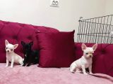 Teacup Chihuahua