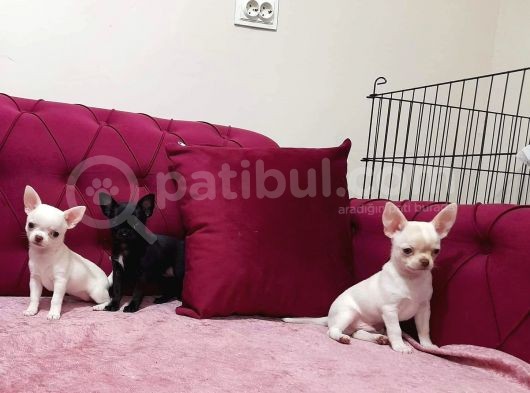 Teacup Chihuahua görsel