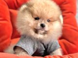 Safkan Pomeranian Boo Yavrularımız