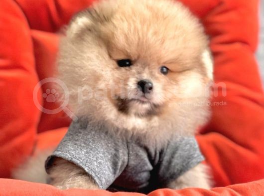 Safkan Pomeranian Boo Yavrularımız görsel
