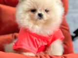 Safkan Pomeranian Boo Yavrularımız