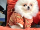 Safkan Pomeranian Boo Yavrularımız
