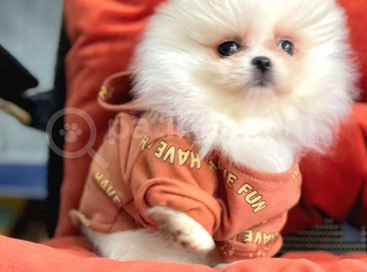 Safkan Pomeranian Boo Yavrularımız görsel