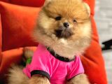 Safkan Pomeranian Boo Yavrularımız