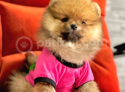 Safkan Pomeranian Boo Yavrularımız görsel