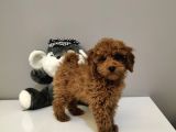 14 Şubat'ta Özel a Kalite Toy Poodle Yavrularimiz