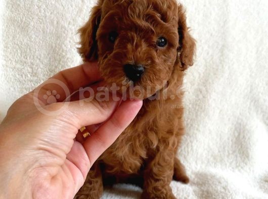 14 Şubat'Ta Özel A Kalite Toy Poodle Yavrularimiz görsel