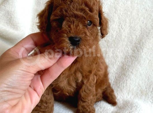 14 Şubat'Ta Özel A Kalite Toy Poodle Yavrularimiz görsel