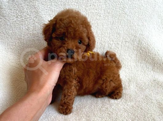 14 Şubat'Ta Özel A Kalite Toy Poodle Yavrularimiz görsel