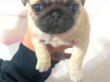 Pug Yavru