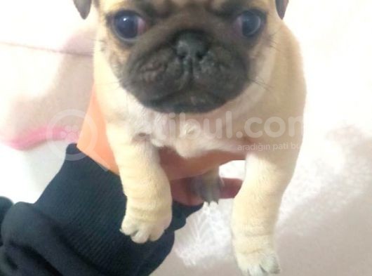Pug Yavru