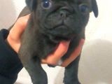 Pug Yavru