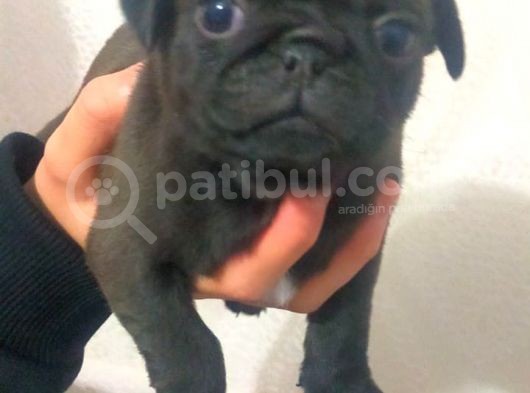 Pug Yavru görsel