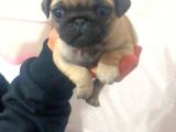 Pug Yavru