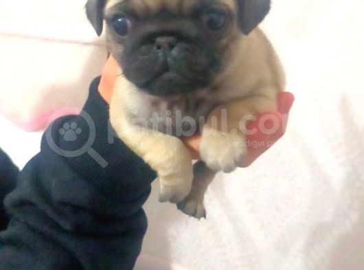 Pug Yavru görsel