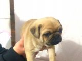 Pug Yavru