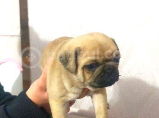 Pug Yavru görsel