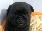 Pug Yavru