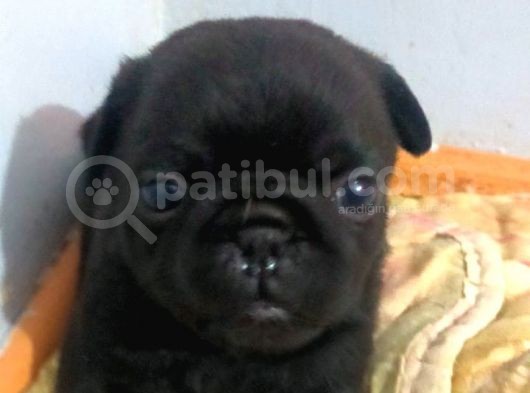 Pug Yavru görsel