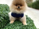 Show Kali̇te Pomerani̇an Boo Yavrular