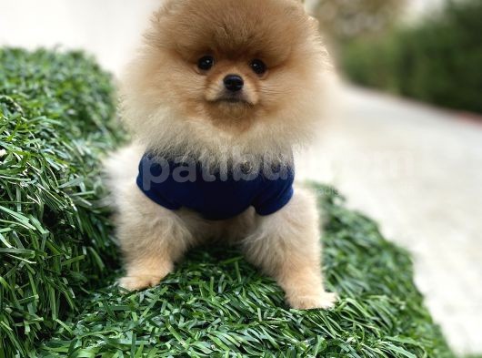 Show Kali̇te Pomerani̇an Boo Yavrular görsel