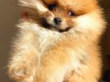 Teacup Orange Pomerani̇an Boo