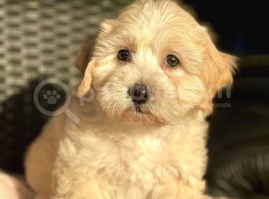Show Kalite Maltipoo Bebekler görsel