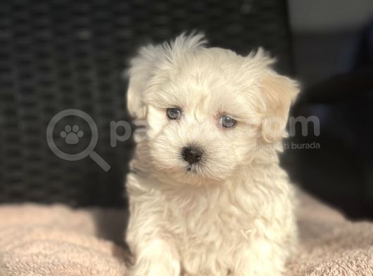 Show Kalite Maltese Terier Bebekler görsel