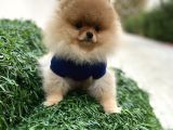 Show Kali̇te Pomerani̇an Boo Yavrular