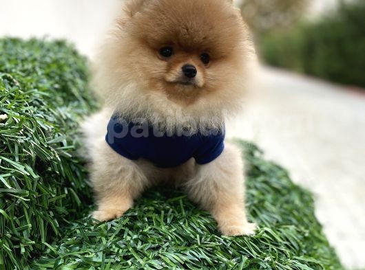 Show Kali̇te Pomerani̇an Boo Yavrular