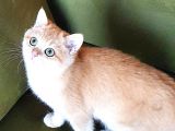 Zümrüt Gözlü British Shorthair Golden Ny12 Mükemmel Renkli