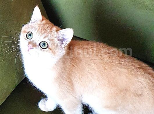 Zümrüt Gözlü British Shorthair Golden Ny12 Mükemmel Renkli görsel